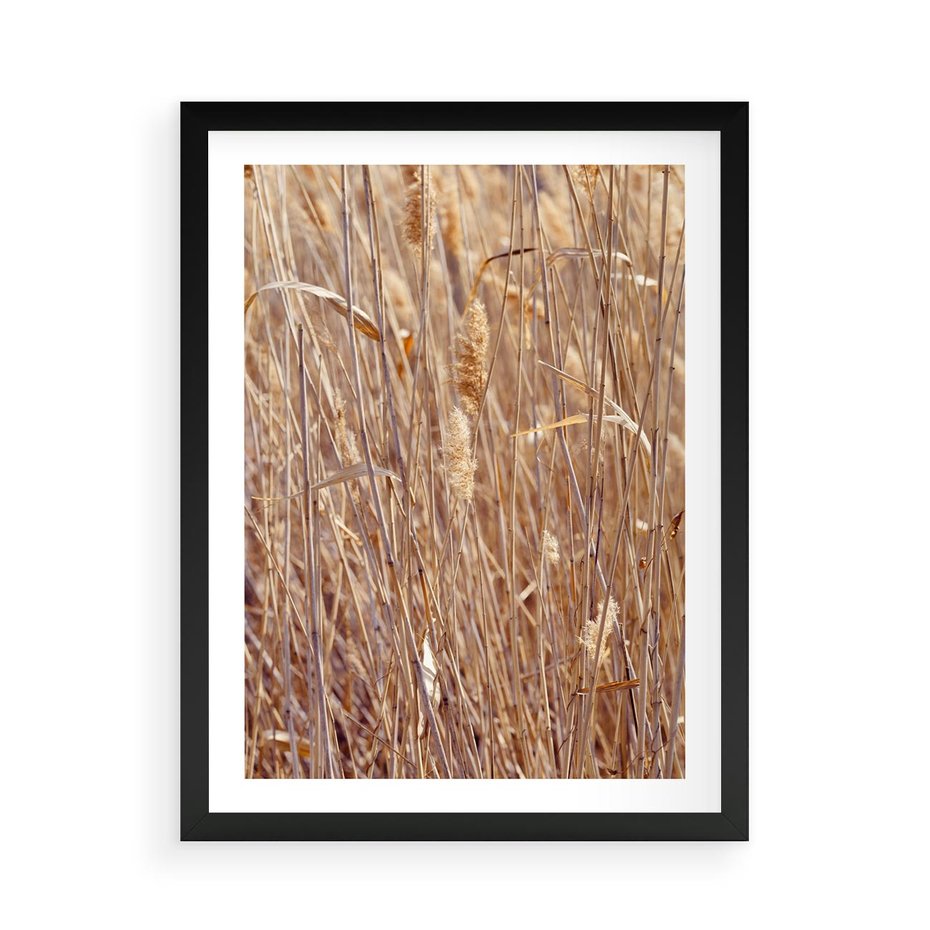 Plakat w ramie 50x70 - Mistrzowskie suche trawy - suche, trawy - rama czarna