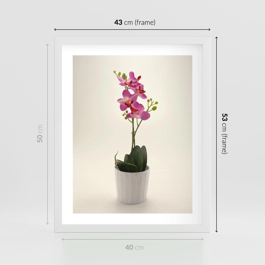 Plakat w ramie 40x50 - Delikatność storczyka orchidei - storczyk, orchidea - rama biała