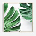 Obraz w ramie 50x50 - Monstera - Liście Kwiaty - monstera, liście - rama drewno