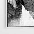 Obraz w ramie 100x70 - Spotkanie Mądrości - fotografia czarno biała, dwa słonie - rama biała