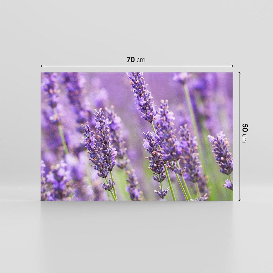 Obraz na płótnie 70x50 - Urok lawendy - lawenda, kwiaty