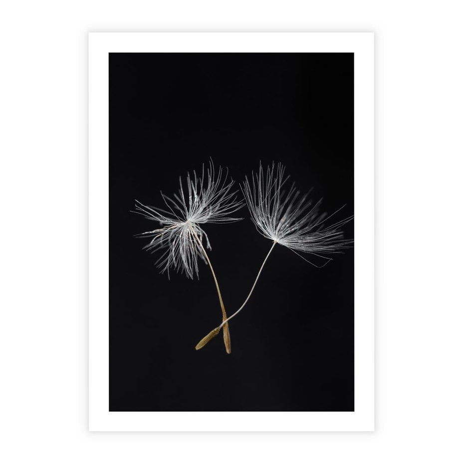 Plakat bez ramy 21x30 - Delikatność Wiatru - dmuchawce, makro