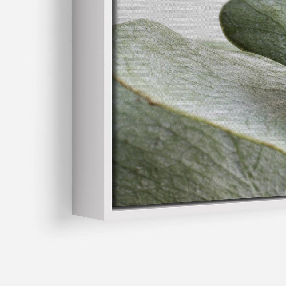 Obraz w ramie 50x50 - Eukaliptusowa zieleń - eukaliptus, zielone - rama biała