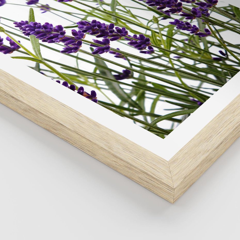Plakat w ramie 30x40 - Fioletowa harmonia lawendy - lawenda, fiolet - rama drewno