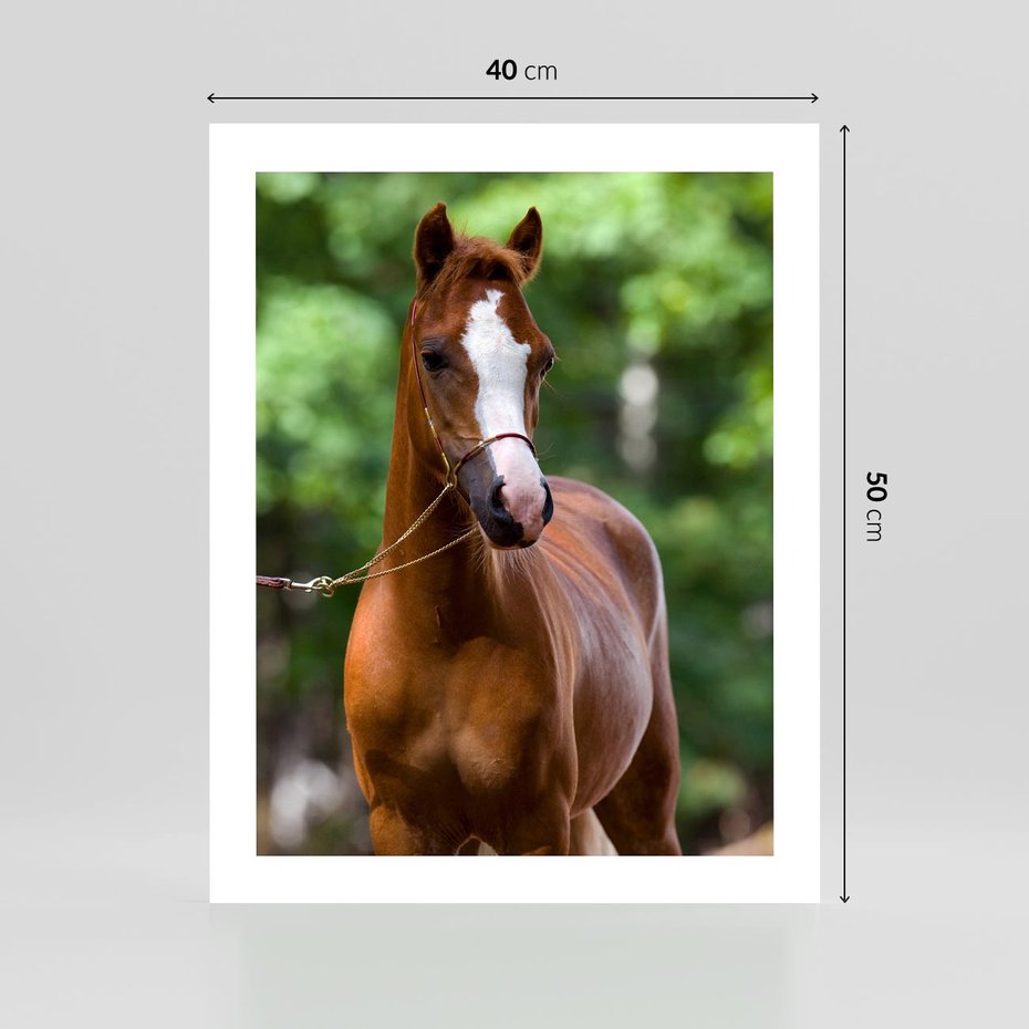 Plakat bez ramy 40x50 - Portret Szlachetnego Konia - koń, portret