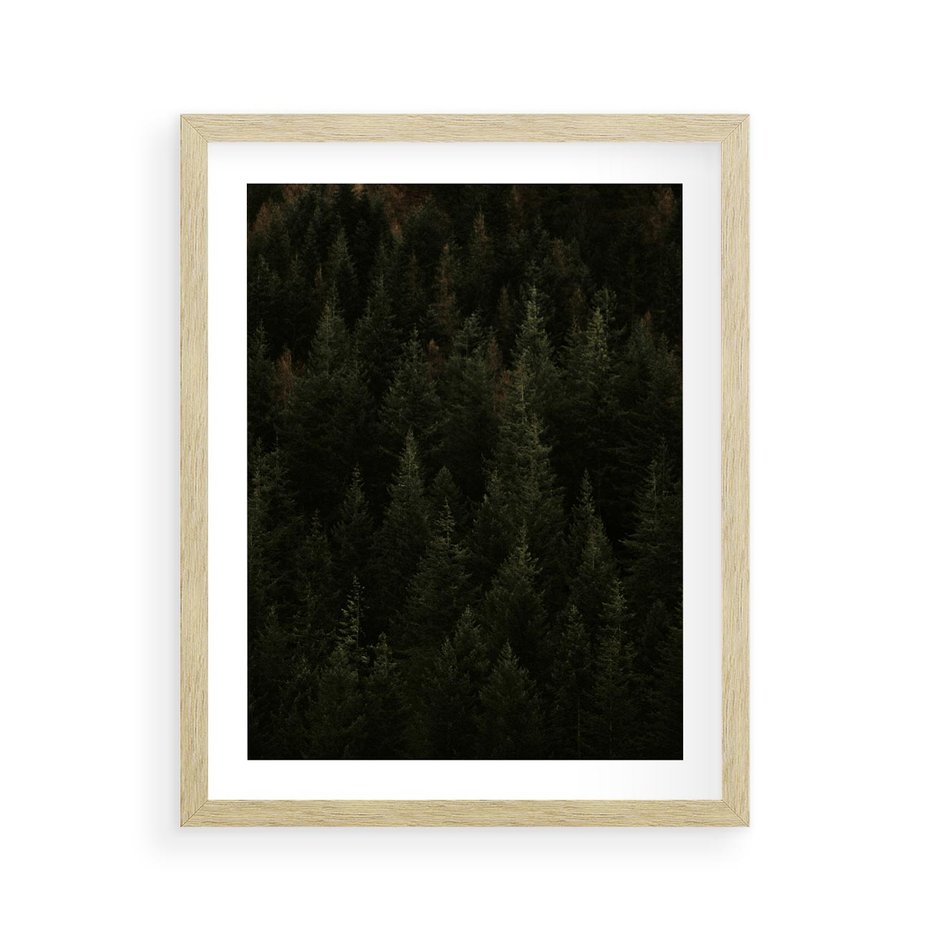 Plakat w ramie 40x50 - Ciemny las iglasty - las, iglasty - rama drewno