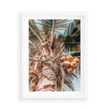 Plakat w ramie 50x70 - Tropikalna Palma: Fotografia z Kokosami - palma kokosowa, kokosy - rama biała