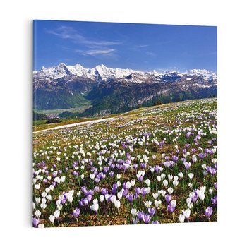 Obraz na płótnie 40x40 - Wiosenne Czarowanie - krokusy, góry