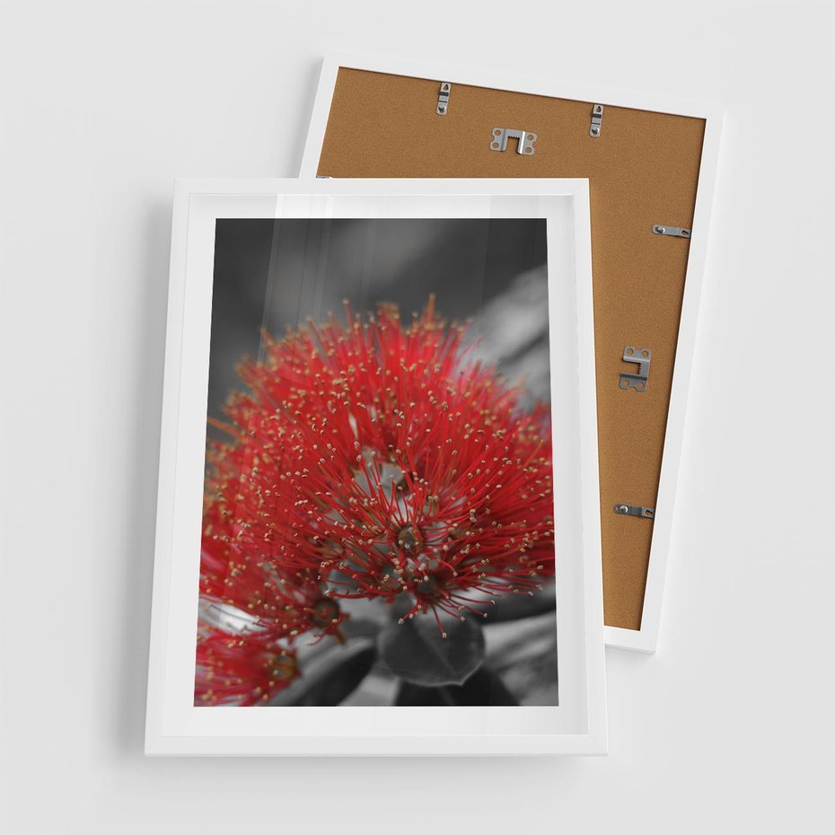 Plakat w ramie 50x70 - Ukwiał na rafie koralowej - ukwiał, rafa - rama biała