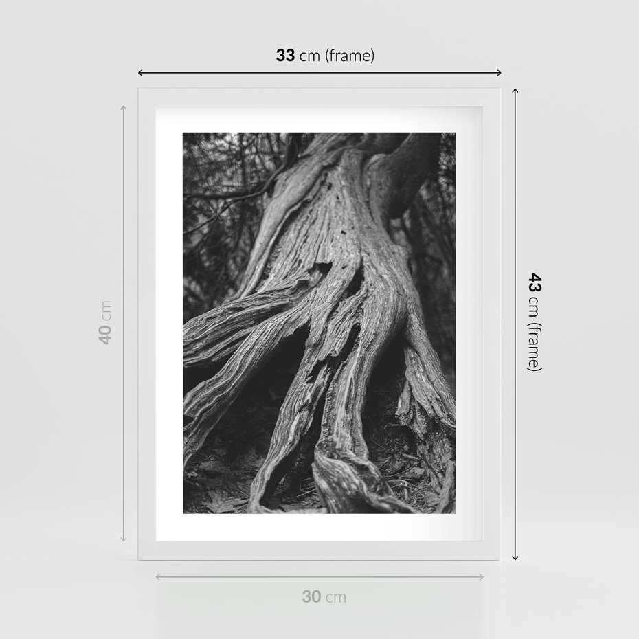 Plakat w ramie 30x40 - Siła Natury - czarno biała fotografia, korzenie wielkiego drzewa - rama biała