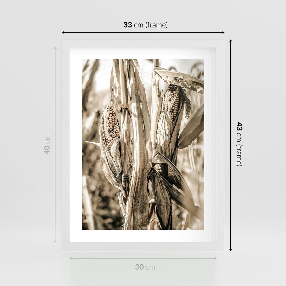 Plakat w ramie 30x40 - Retro Pole Kukurydzy - retro zdjęcie, sepia - rama biała
