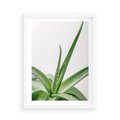 Plakat w ramie 50x70 - Zielone Piękno - aloes, liście - rama biała