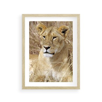 Plakat w ramie 30x40 - Potęga lwów w Afryce - lew, lwica - rama drewno
