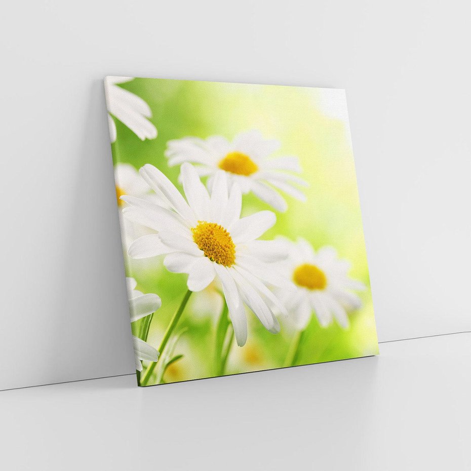 Obraz na płótnie 80x80 - Stokrotka: delikatność natury - stokrotka, kwiat