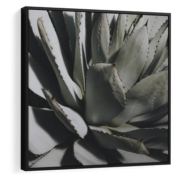 Obraz w ramie 50x50 - Sukulenty wśród kaktusów - sukulenty, kaktusy - rama czarna