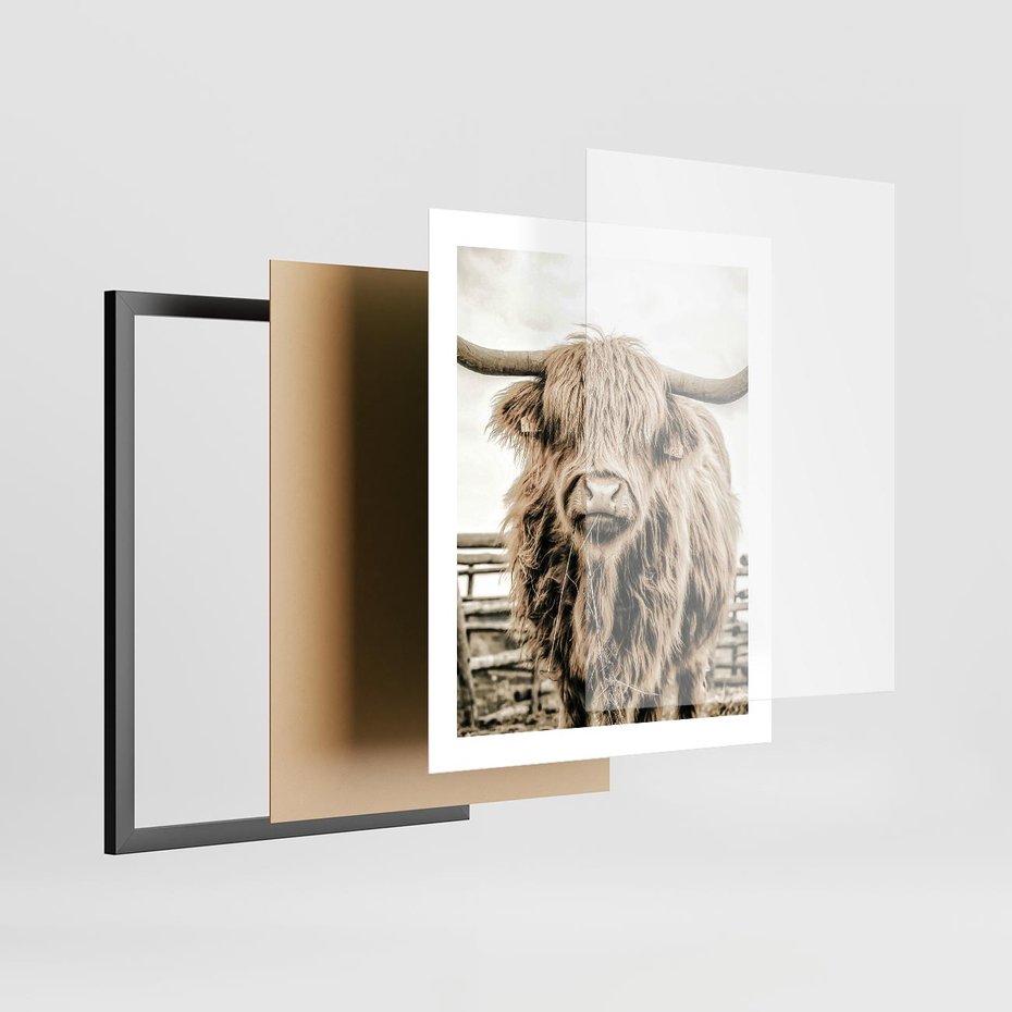 Plakat w ramie 40x50 - Klimat Wiejskiego Życia - amerykańska krowa, byk - rama czarna