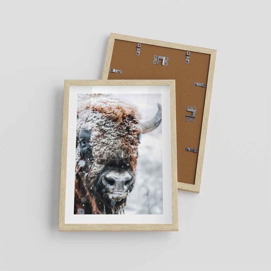 Plakat w ramie 30x40 - Żubr w Krainie Śniegu - żubr, zima - rama drewno