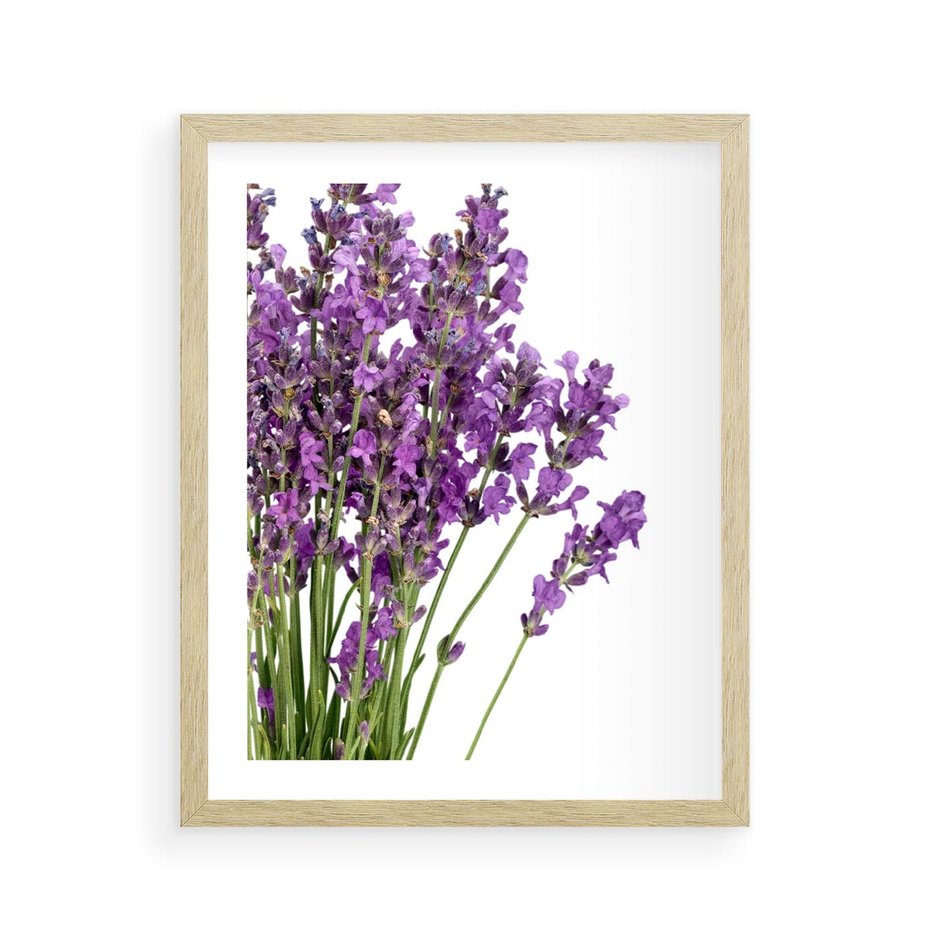 Plakat w ramie 40x50 - Pola lawendy w pełnym rozkwicie - lawenda, kwiaty - rama drewno
