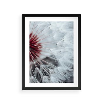 Plakat w ramie 50x70 - Makro świat dmuchawca - dmuchawiec, makro - rama czarna