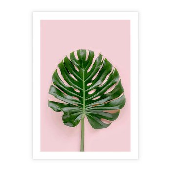 Plakat bez ramy 21x30 - Monstera w Różowym Świetle - liść monstery, różowe tło