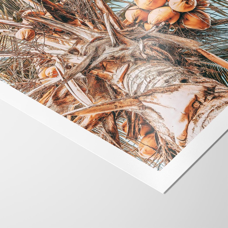 Plakat bez ramy 40x50 - Tropikalna Palma: Fotografia z Kokosami - palma kokosowa, kokosy