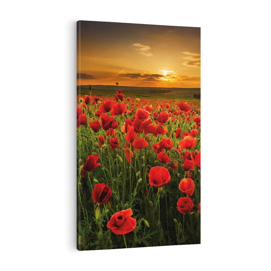 Obraz na płótnie 70x100 - Maki na łące: Przebudzenie wiosny - mak, maki