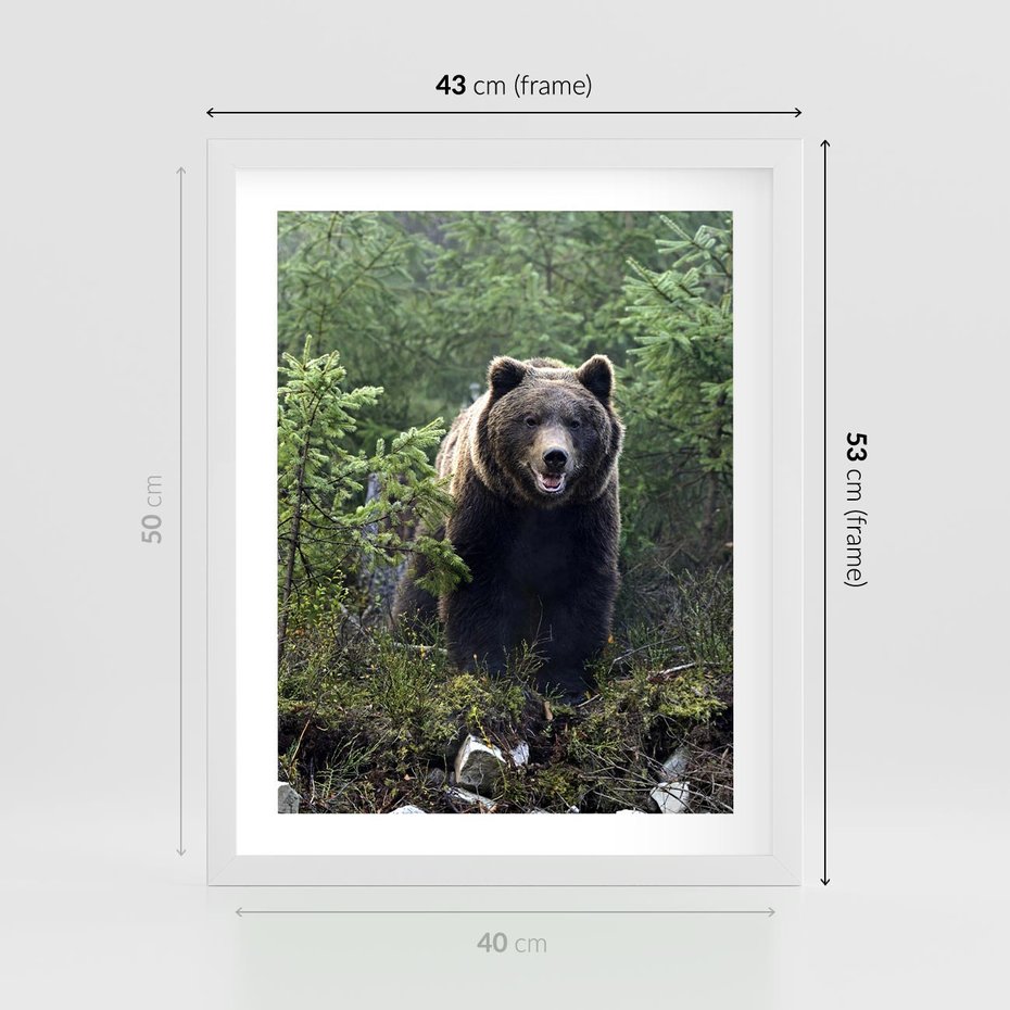 Plakat w ramie 40x50 - Spotkanie z Niedźwiedziem w Lesie - niedźwiedź, las - rama biała