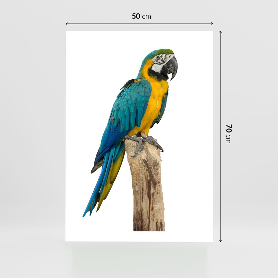 Plakat bez ramy 50x70 - Kolorowa papuga w locie - papuga, ptak