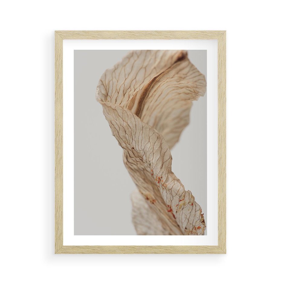 Plakat w ramie 50x70 - Suszone piękno - susz, suche - rama drewno