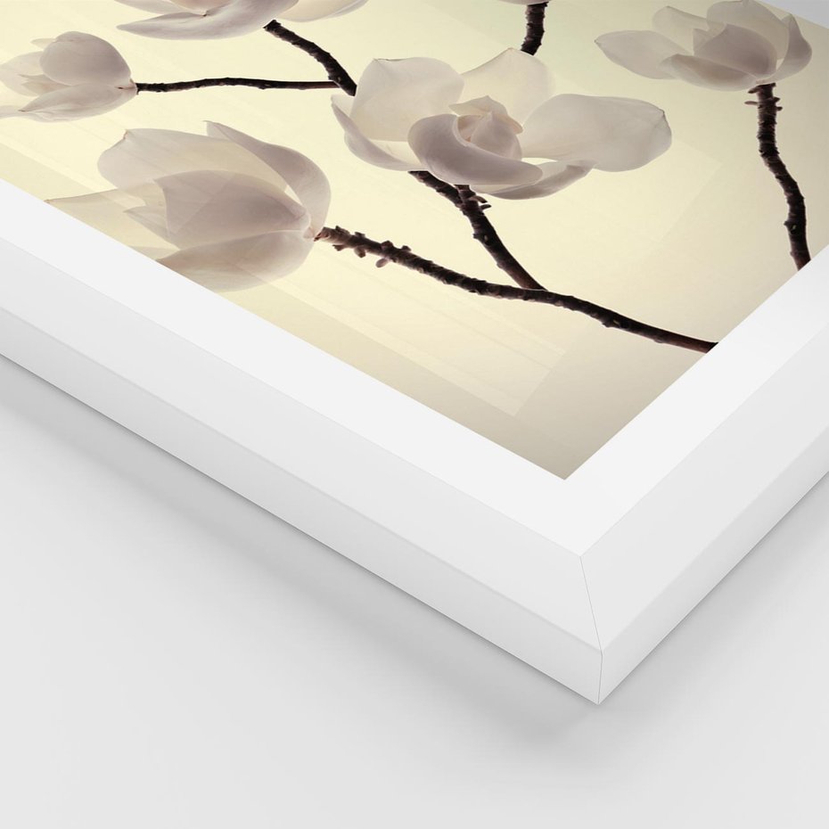 Plakat w ramie 50x70 - Elegancja Natury - magnolia, białe - rama biała