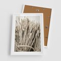Plakat w ramie 50x70 - Letni Plon - zboże, kłosy zboża - rama biała