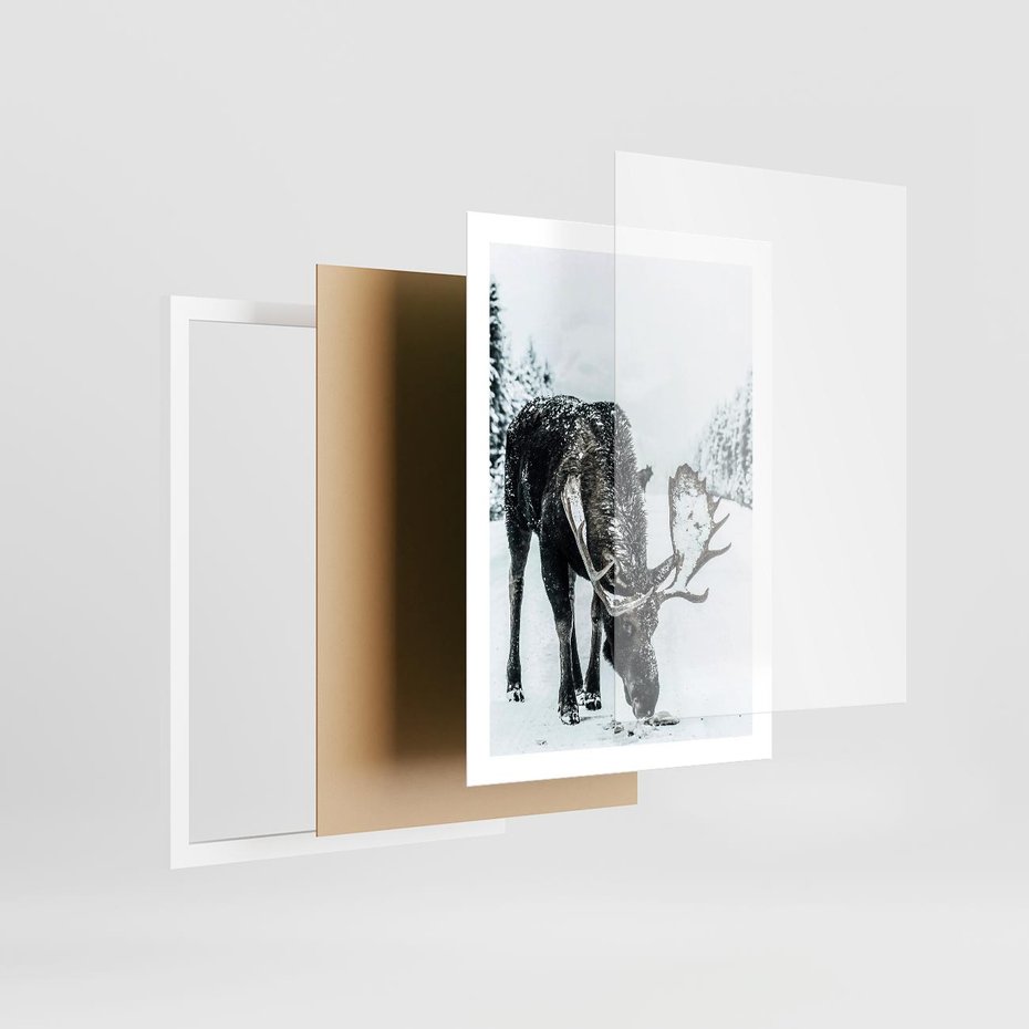 Plakat w ramie 50x70 - Zimowy Portret Łosia - łoś w zimowej scenerii - rama biała