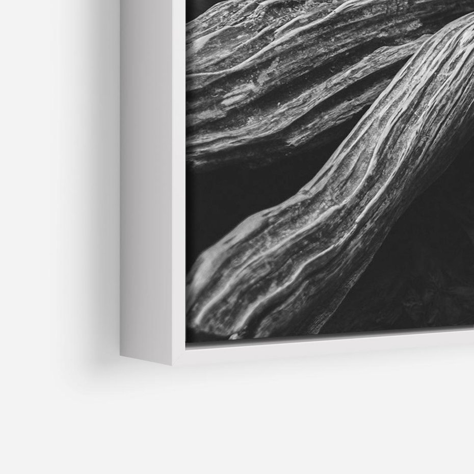 Obraz w ramie 120x80 - Siła Natury - czarno biała fotografia, korzenie wielkiego drzewa - rama biała