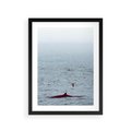Plakat w ramie 30x40 - Spotkanie z Orką - morze, ocean - rama czarna
