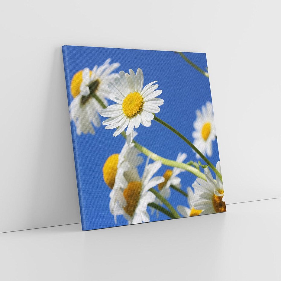 Obraz na płótnie 80x80 - Stokrotkowe pola - stokrotki, kwiaty