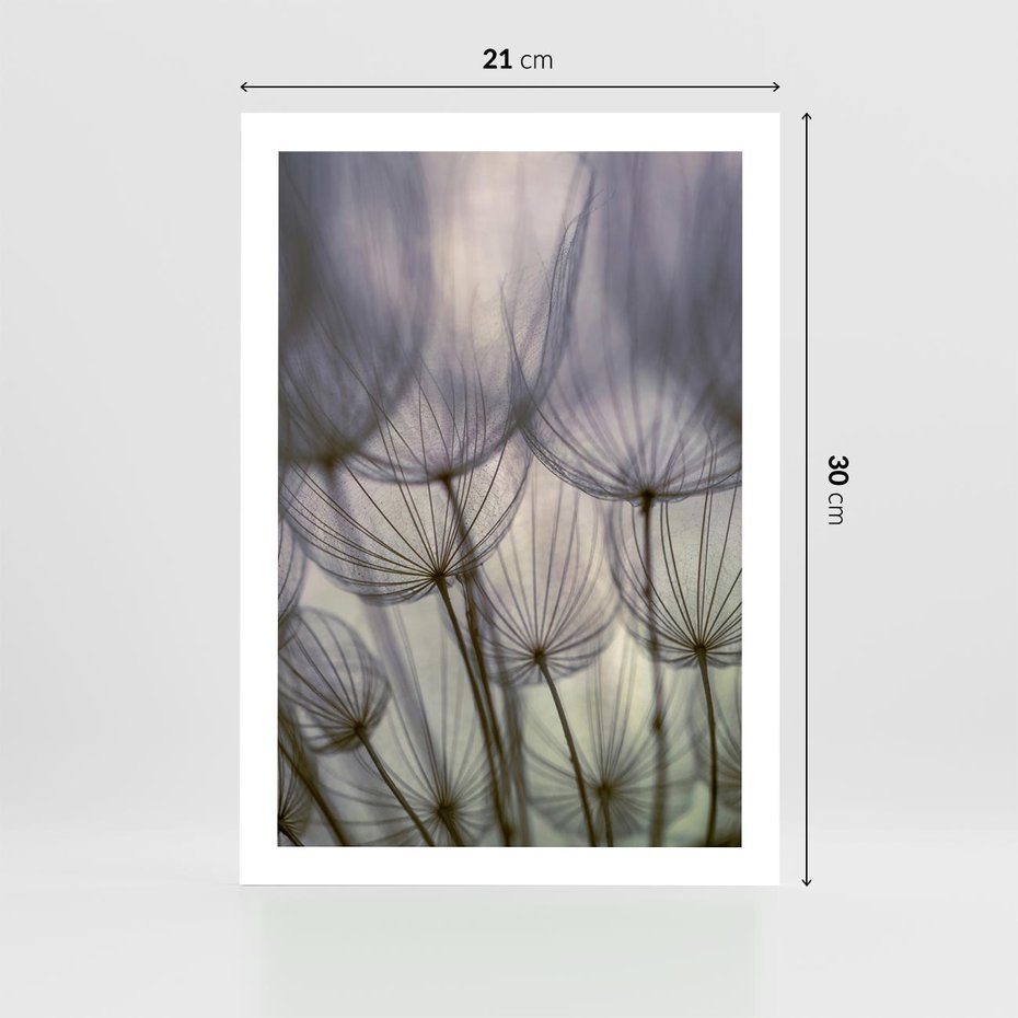 Plakat bez ramy 21x30 - Makro dmuchawiec - piękno drobnych detali - dmuchawce, makro