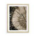 Plakat w ramie 50x70 - Wnętrze Natury - pień, przecięty pień - rama drewno