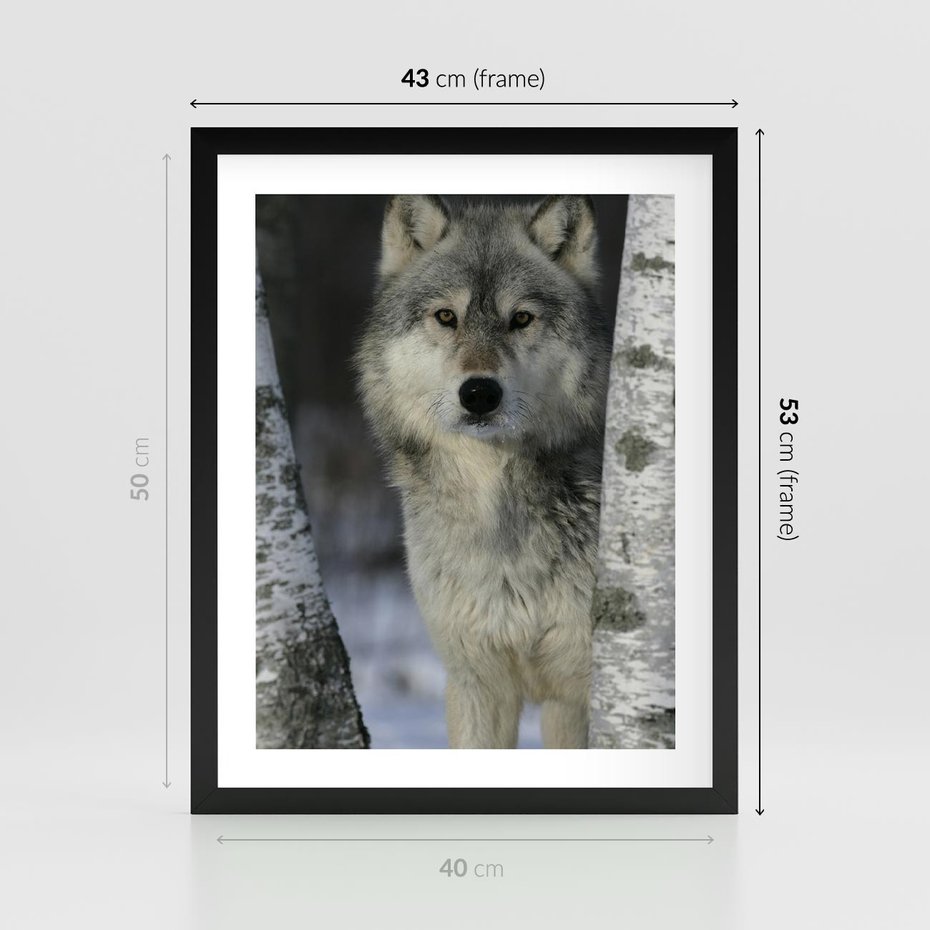 Plakat w ramie 40x50 - Wilk w Zimowym Lesie - wilk, las - rama czarna
