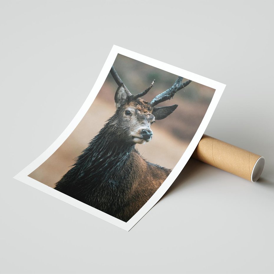 Plakat bez ramy 30x40 - Spokojny jeleń - jeleń, las