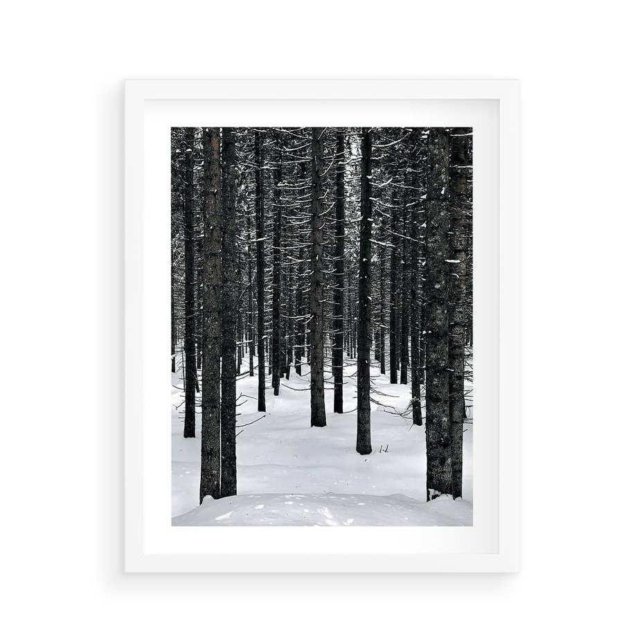 Plakat w ramie 40x50 - Zimowe Drzewa: Śnieg na Pniach - drzew w zimi, pnie drzew - rama biała