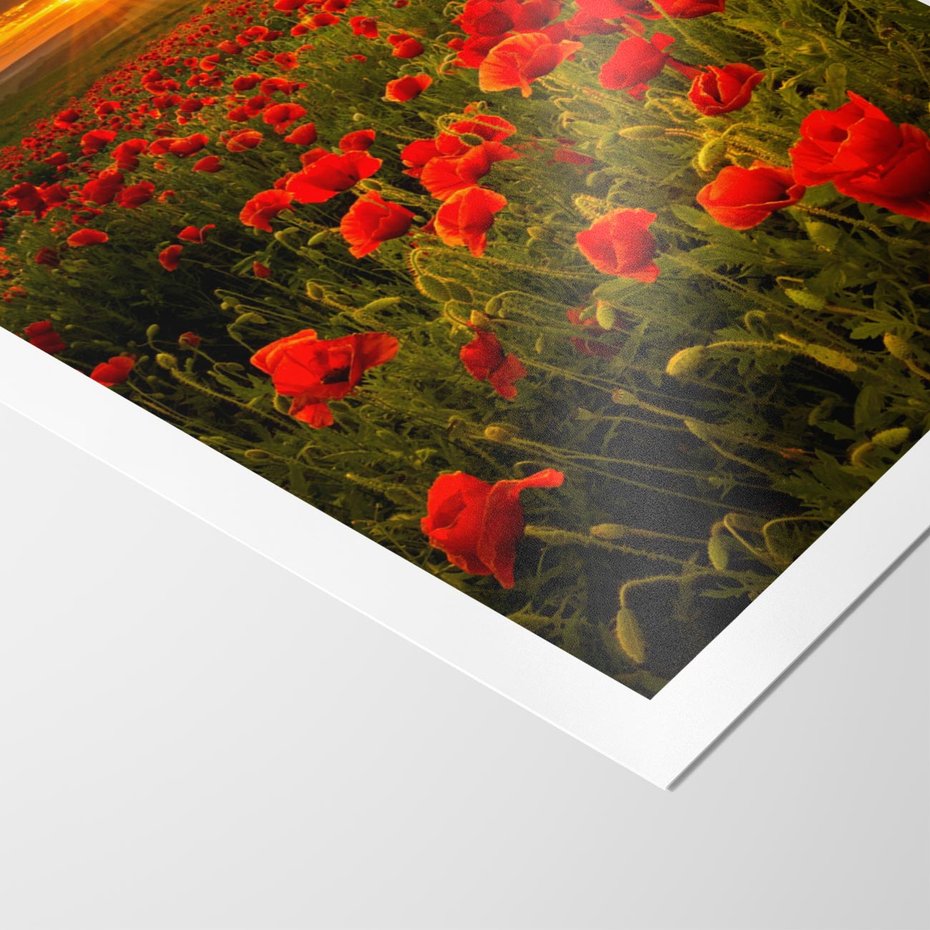 Plakat bez ramy 50x70 - Maki przy zachodzie słońca - maki, zachód