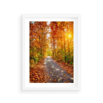 Plakat w ramie 40x50 - Kolorowe drzewa na ścieżce jesieni - las, jesień - rama biała