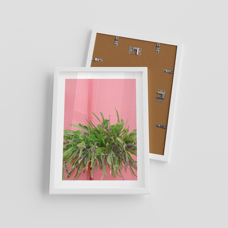 Plakat w ramie 30x40 - Fotografia Rośliny z Różowym Tłem - fotografia, zielona roślina na tle różwj ściany - rama biała