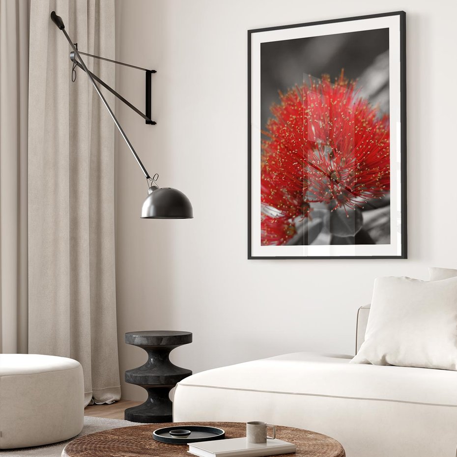 Plakat w ramie 30x40 - Ukwiał na rafie koralowej - ukwiał, rafa - rama czarna