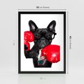 Plakat w ramie 30x40 - Boksujący mops - pies - boks, mops - rama czarna