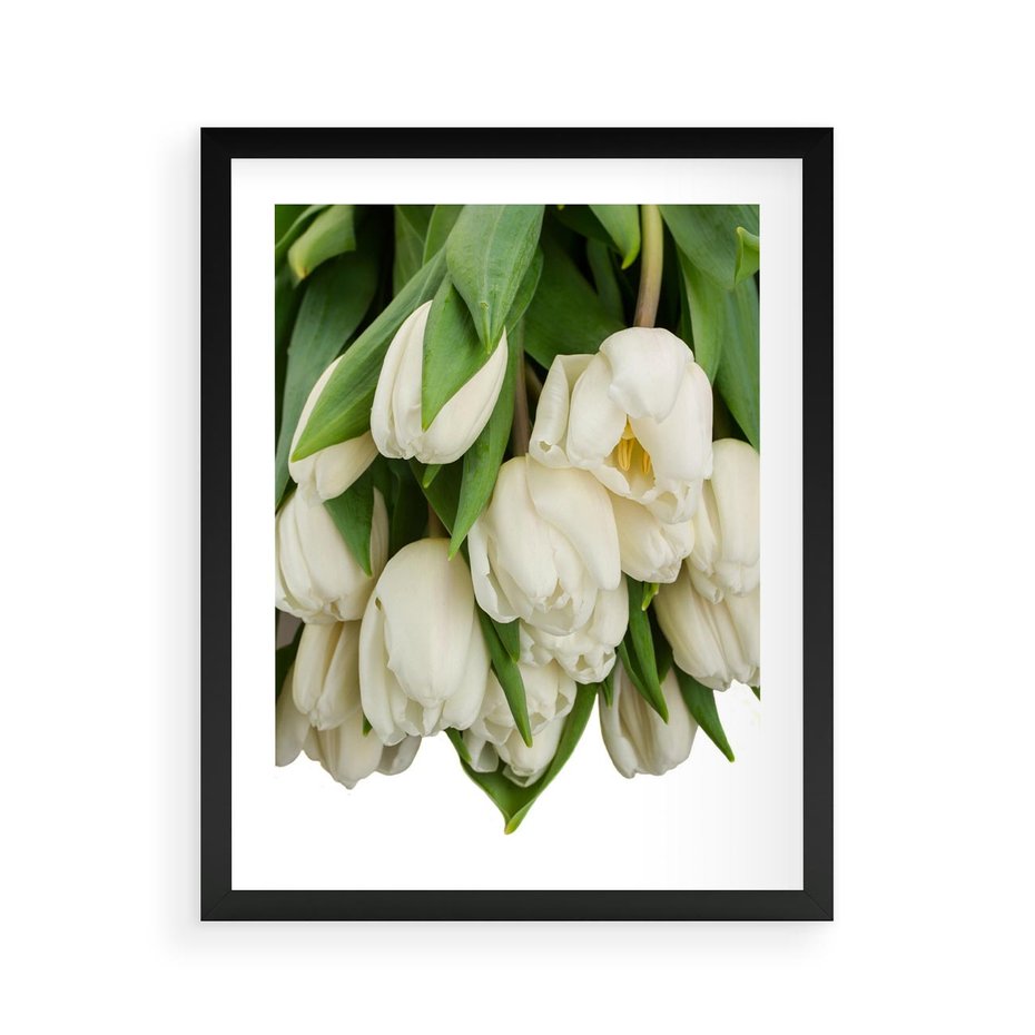 Plakat w ramie 40x50 - Białe tulipany w pełnym rozkwicie - białe, tulipany - rama czarna