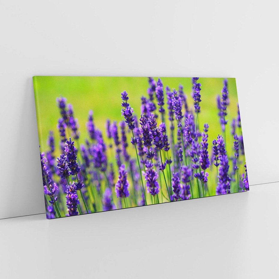 Obraz na płótnie 140x70 - Lawenda w naturze - lawenda, kwiaty