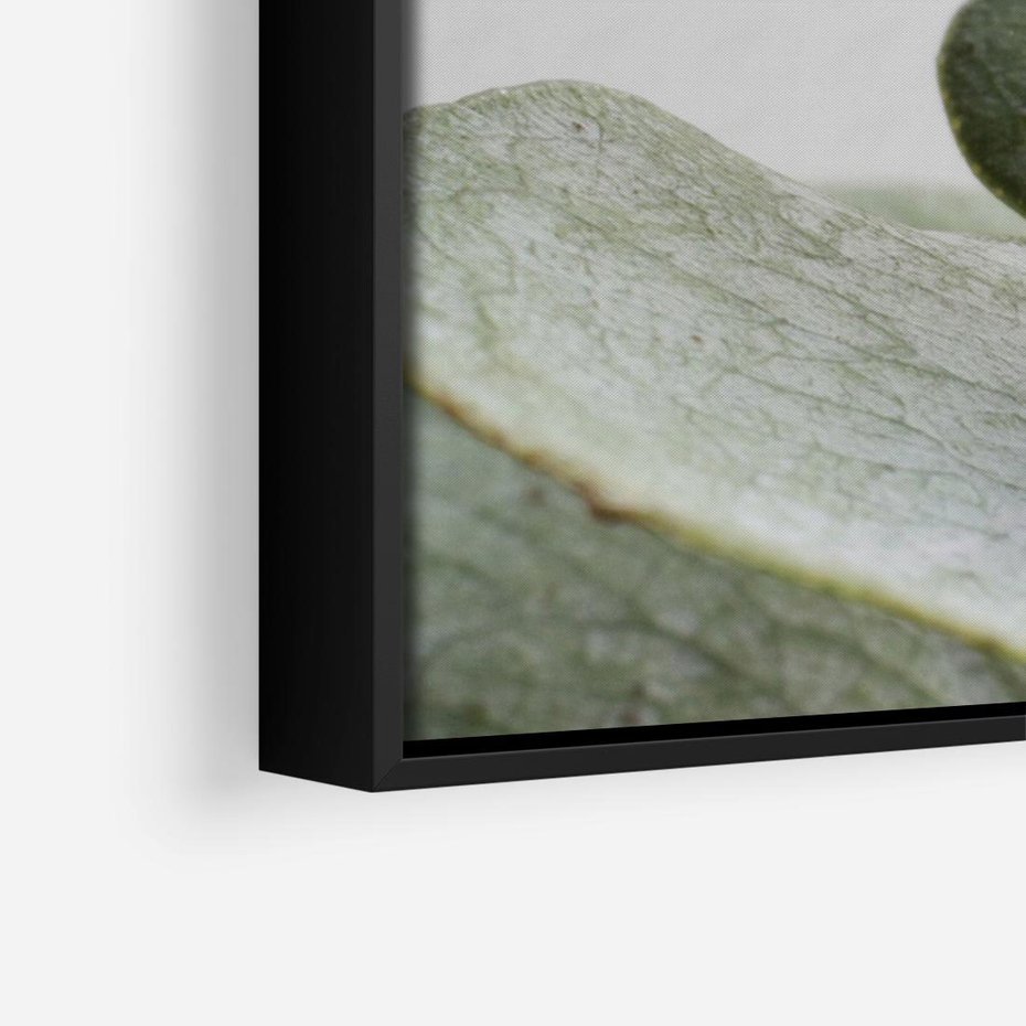 Obraz w ramie 70x50 - Eukaliptusowa zieleń - eukaliptus, zielone - rama czarna
