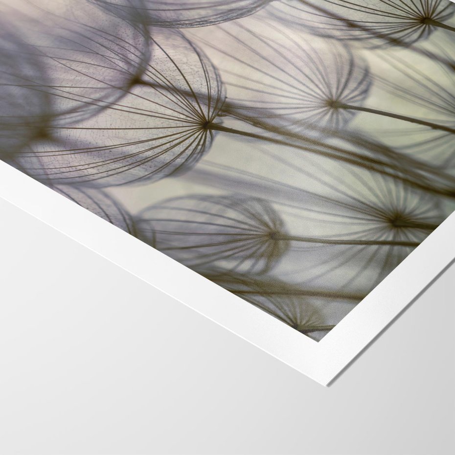 Plakat bez ramy 21x30 - Makro dmuchawiec - piękno drobnych detali - dmuchawce, makro