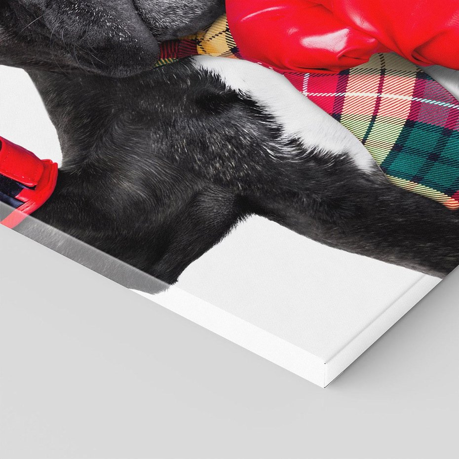 Obraz na płótnie 70x100 - Boksujący mops - pies - boks, mops